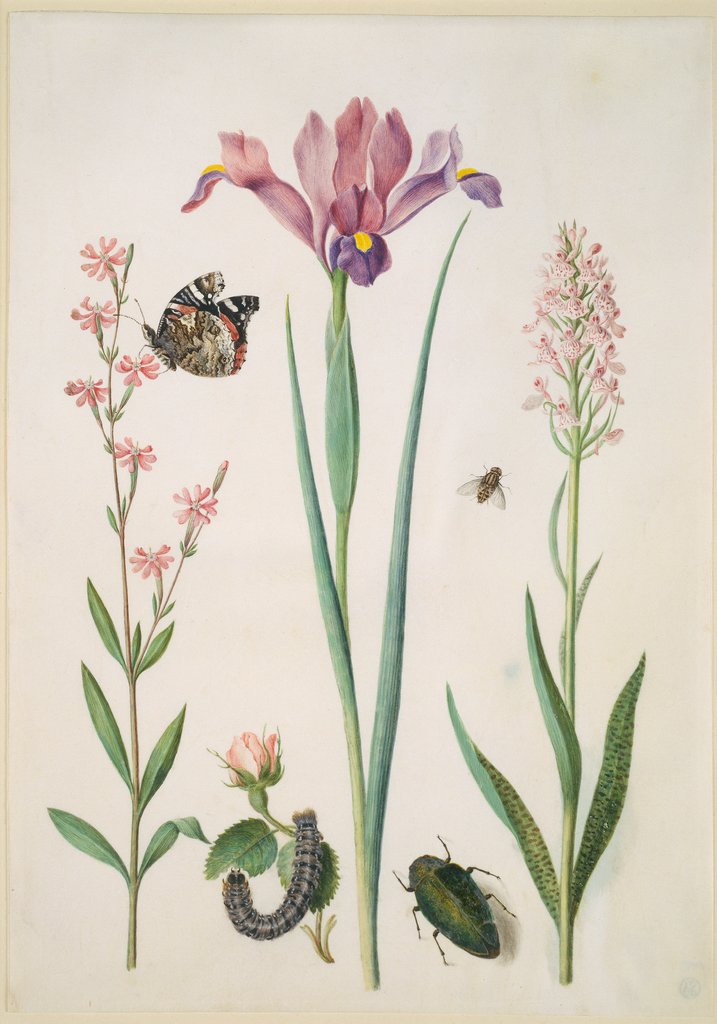 Catchfly with admiral, rose with fox moth, iris, hoverfly, jewel beetle and orchid, Maria Sibylla Merian;  circle