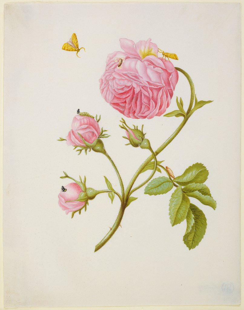 Rose with Metamorphosis of Leaf Roller and a Glued Beetle Larva, Maria Sibylla Merian